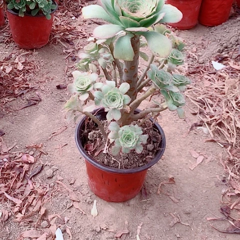 大叶绿玫瑰，多肉植物11