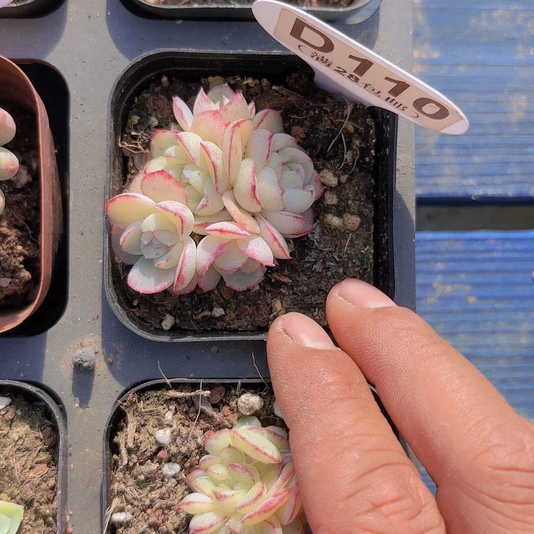 D110胖虎珍妮一物一拍