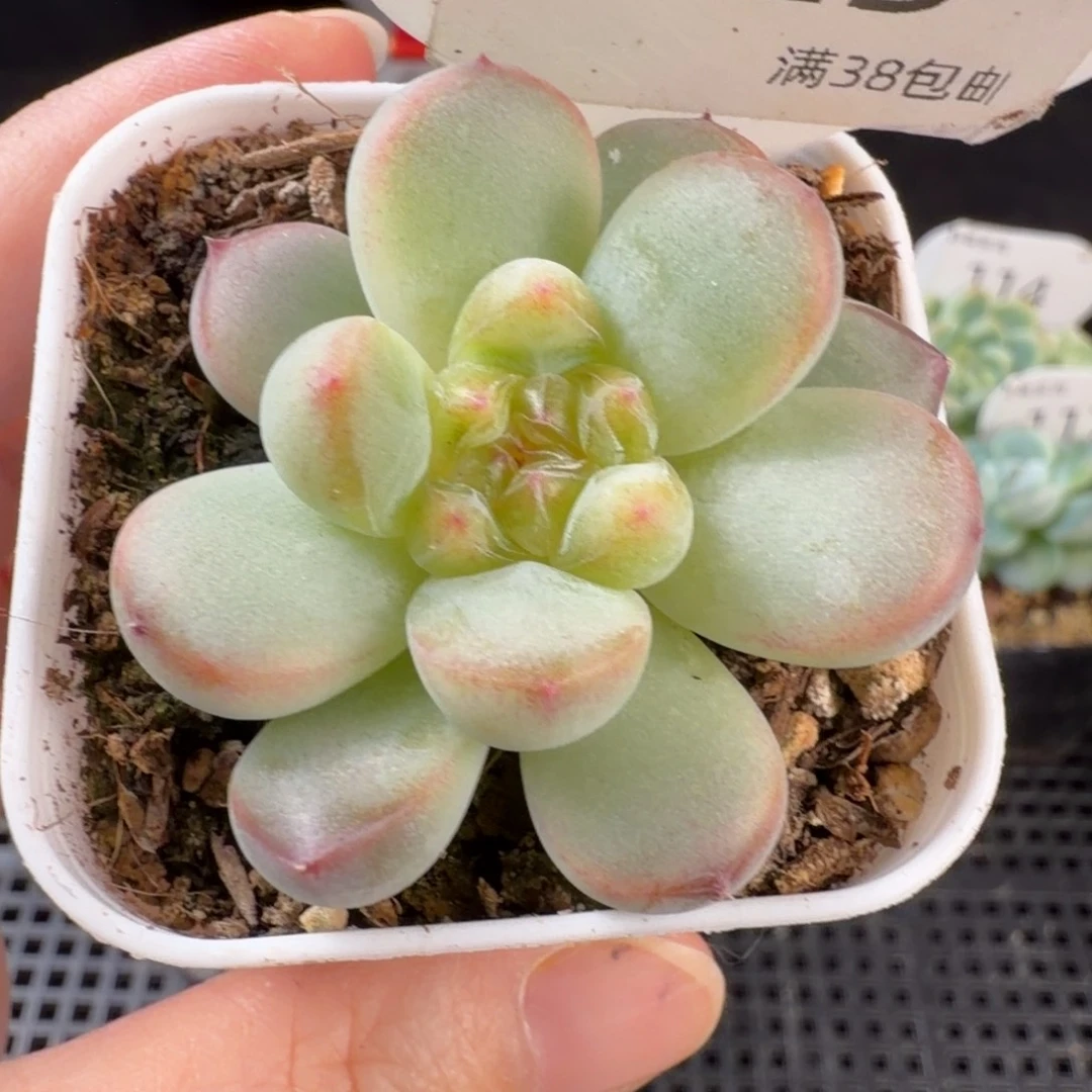 甜心单头带崽123号