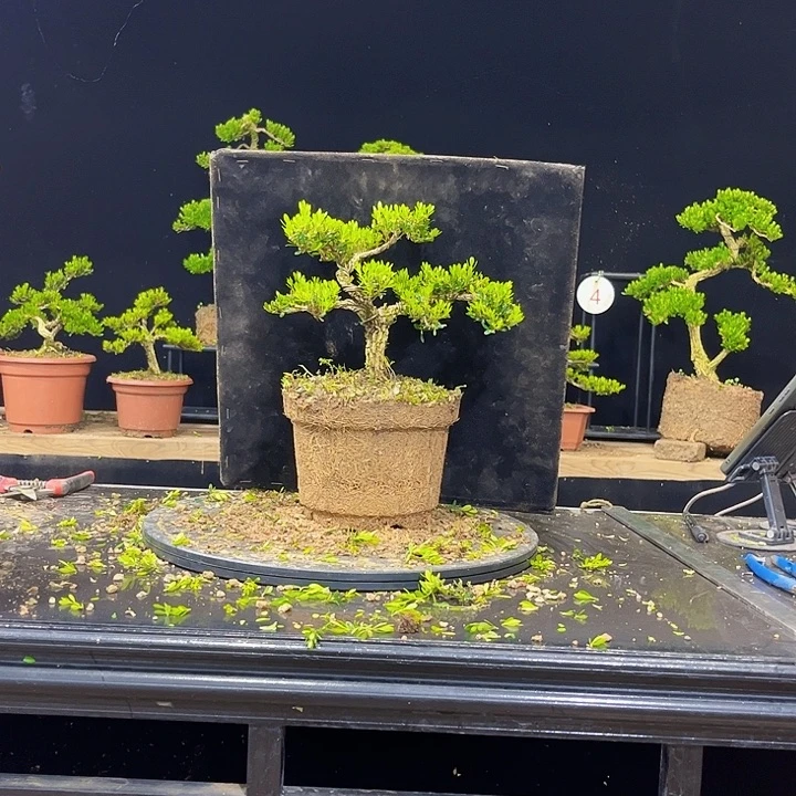 无花朵黄杨盆景四季常绿