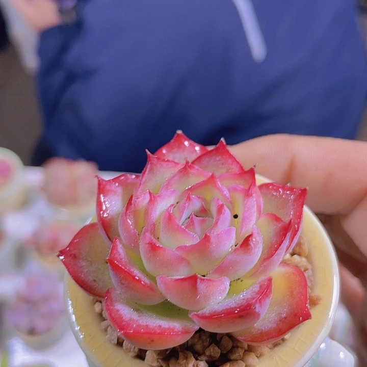 侧影带土带盆多肉