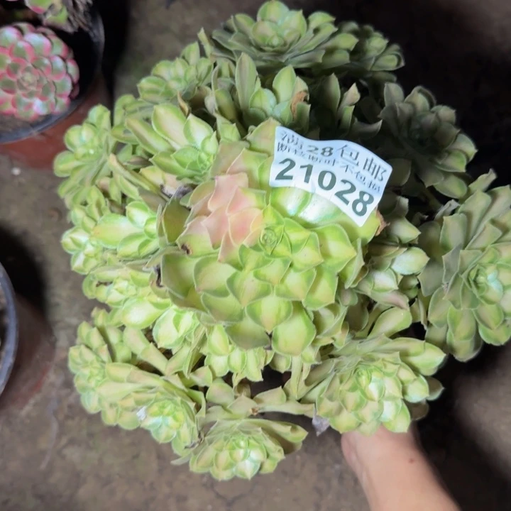 21028韶华多肉植物