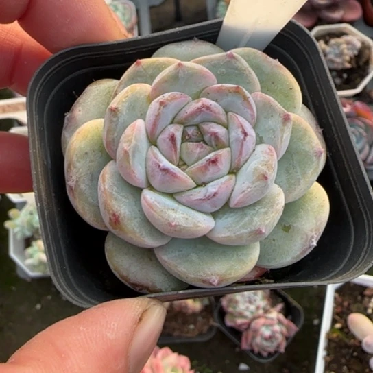 381冰冰多肉植物多