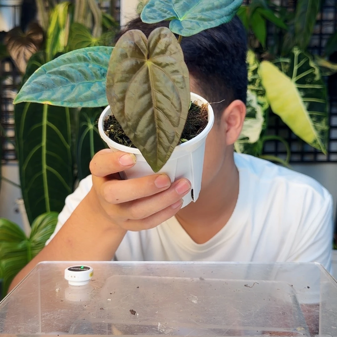 不开花植物B142黑凤凰杂戴斯