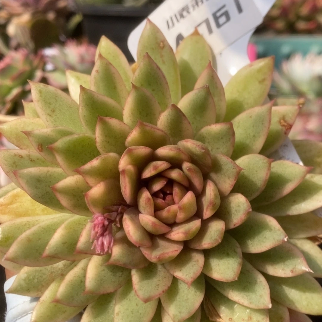 761赤水晶锦锦锦锦锦锦锦锦锦