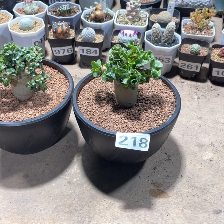 R**y218卡汉羊角卷叶沙玫