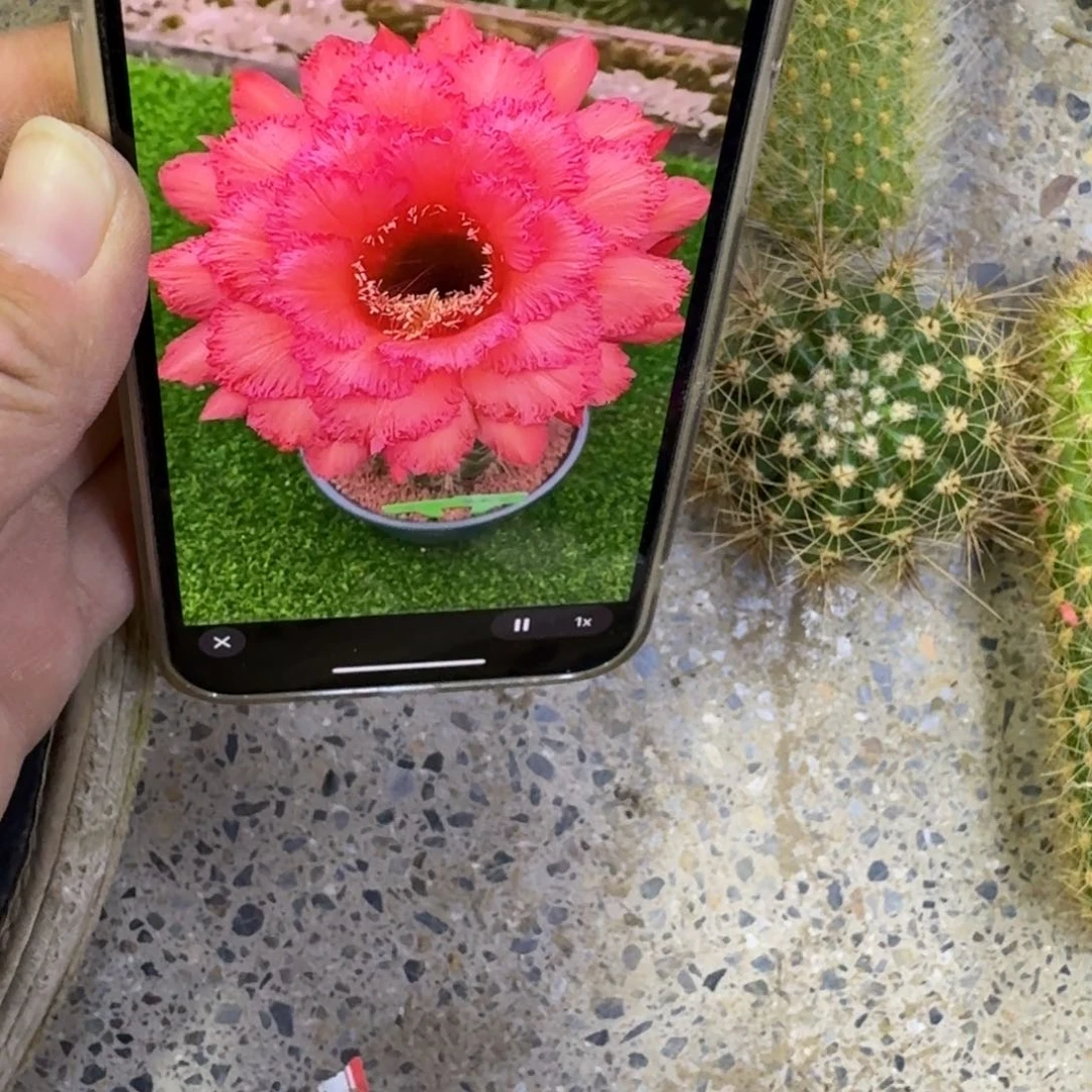 438毛花柱克斯丁歪无根侧牙4公分左右，20包邮