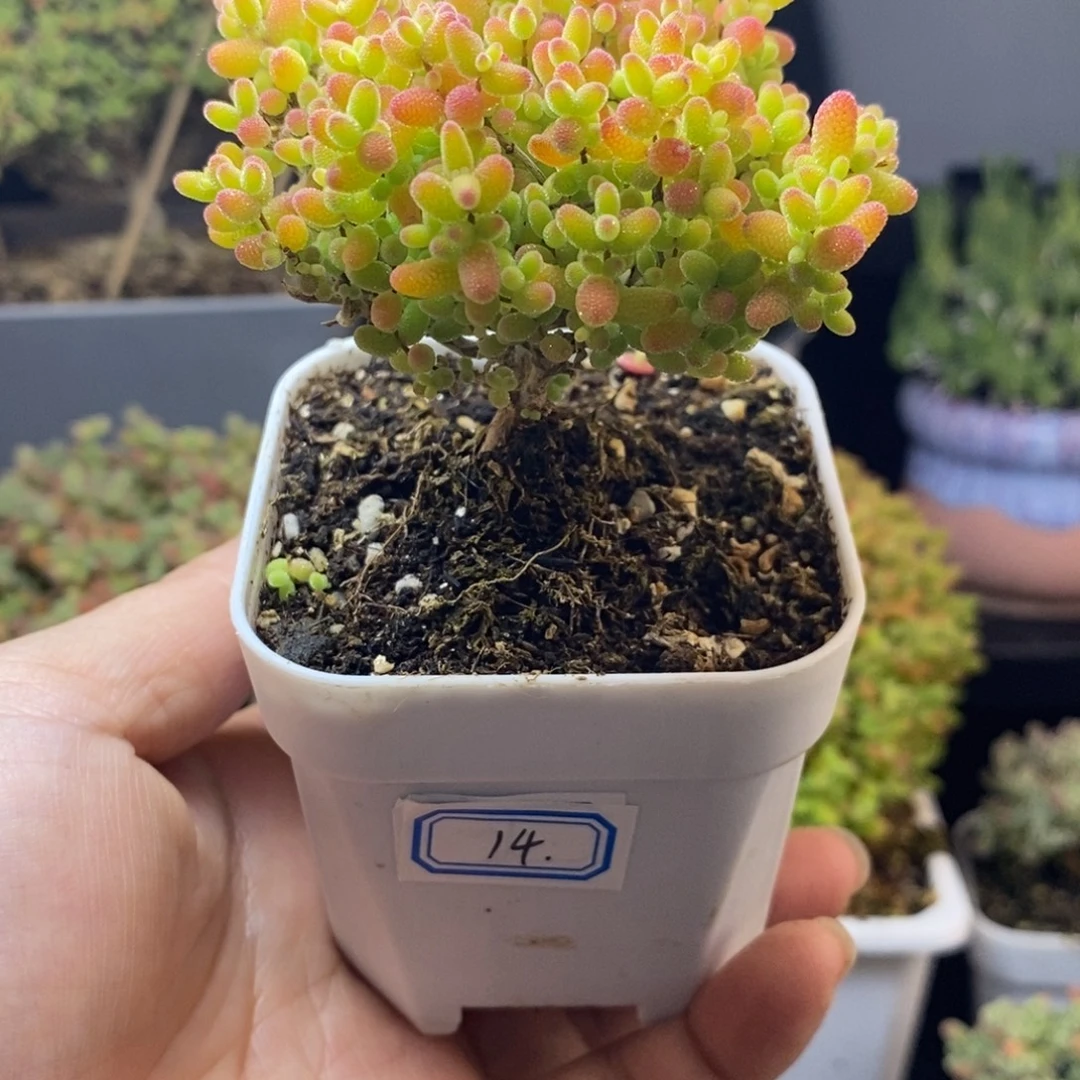 完全开放14号蜜橘（6.5cm）