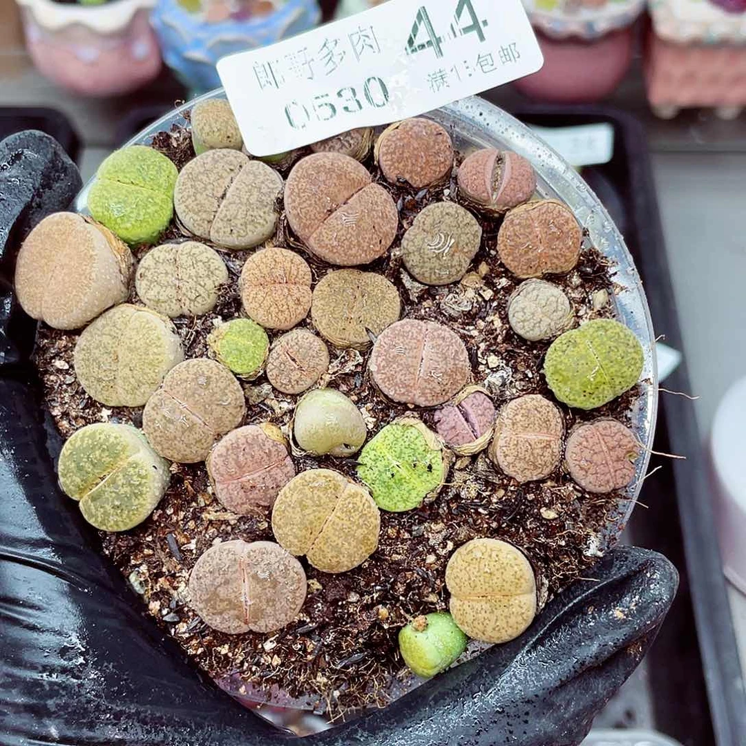 郎哥18包邮0530-44