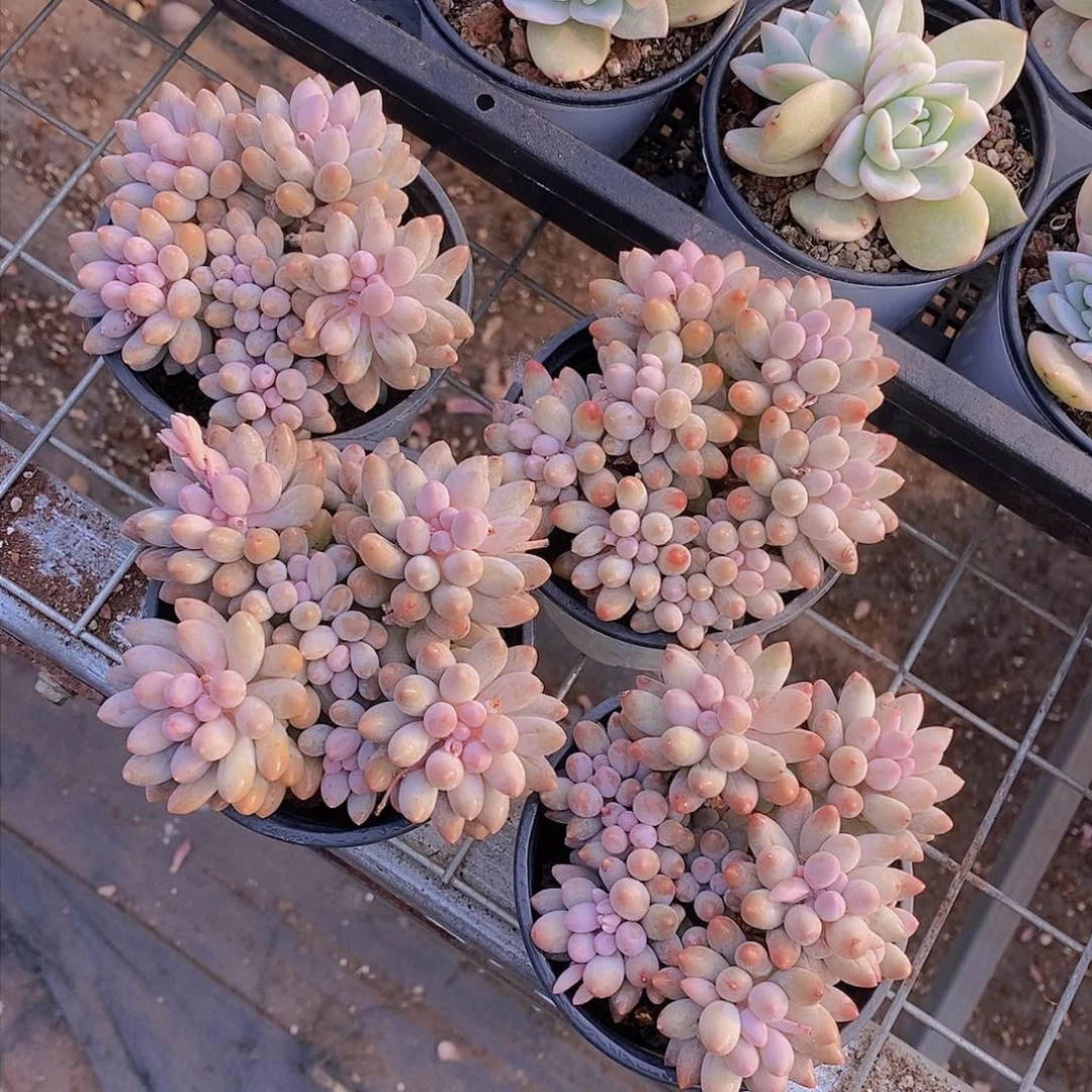 婴儿手指群福利一颗 量拍