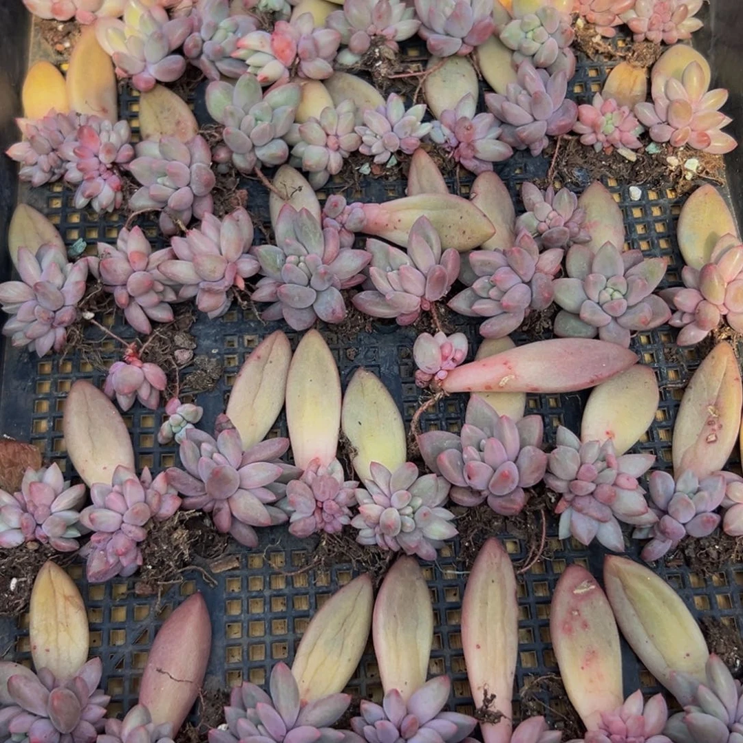 20颗大小不等大小不等