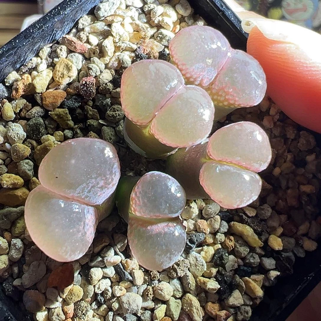 炸福利黑紫体粉窗。