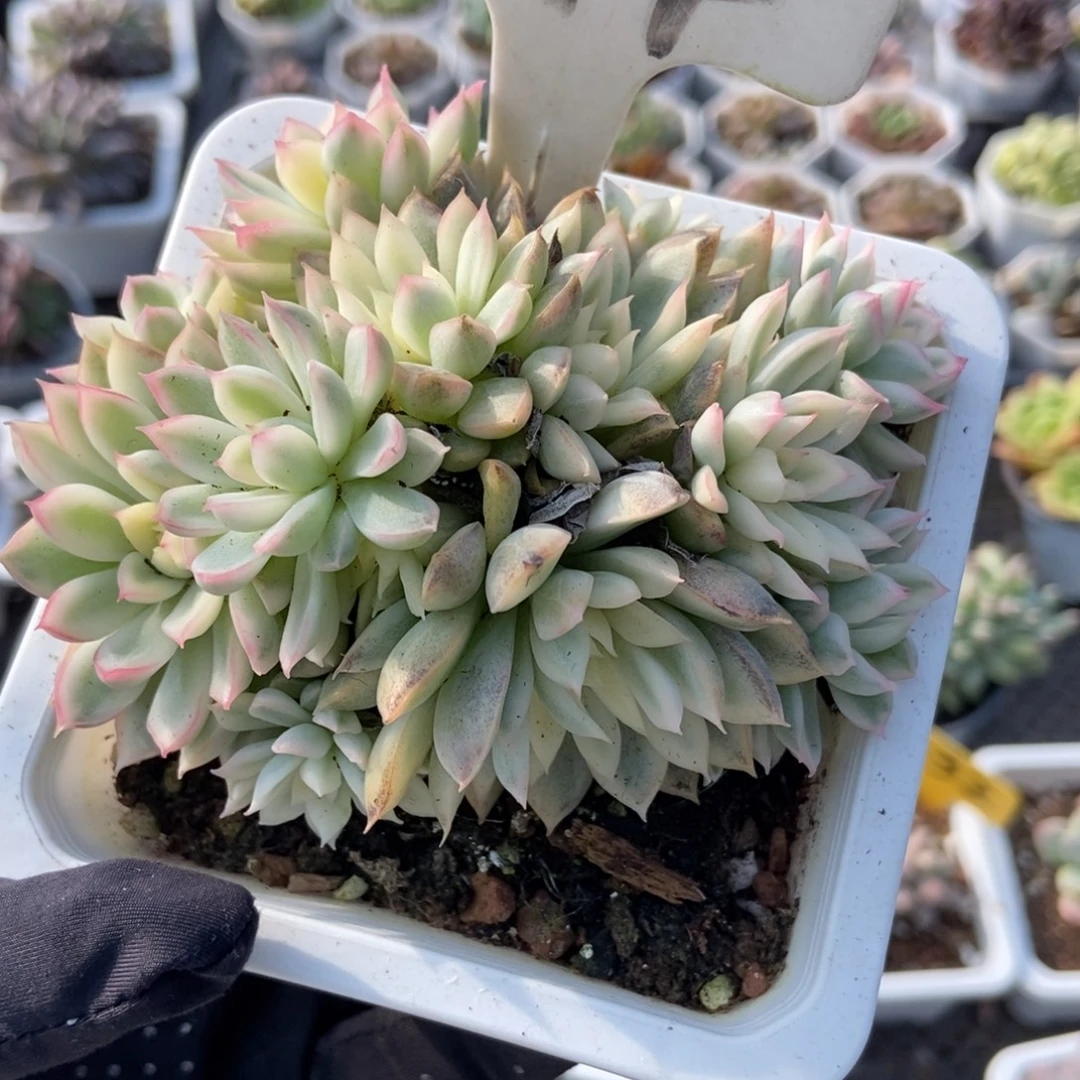 994女雏锦多肉植物多肉
