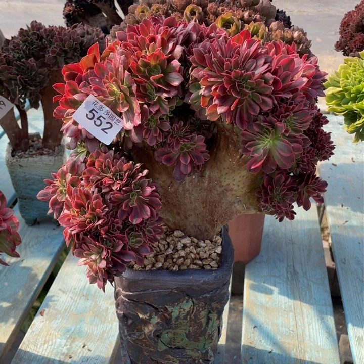 552号香妃法师缀化