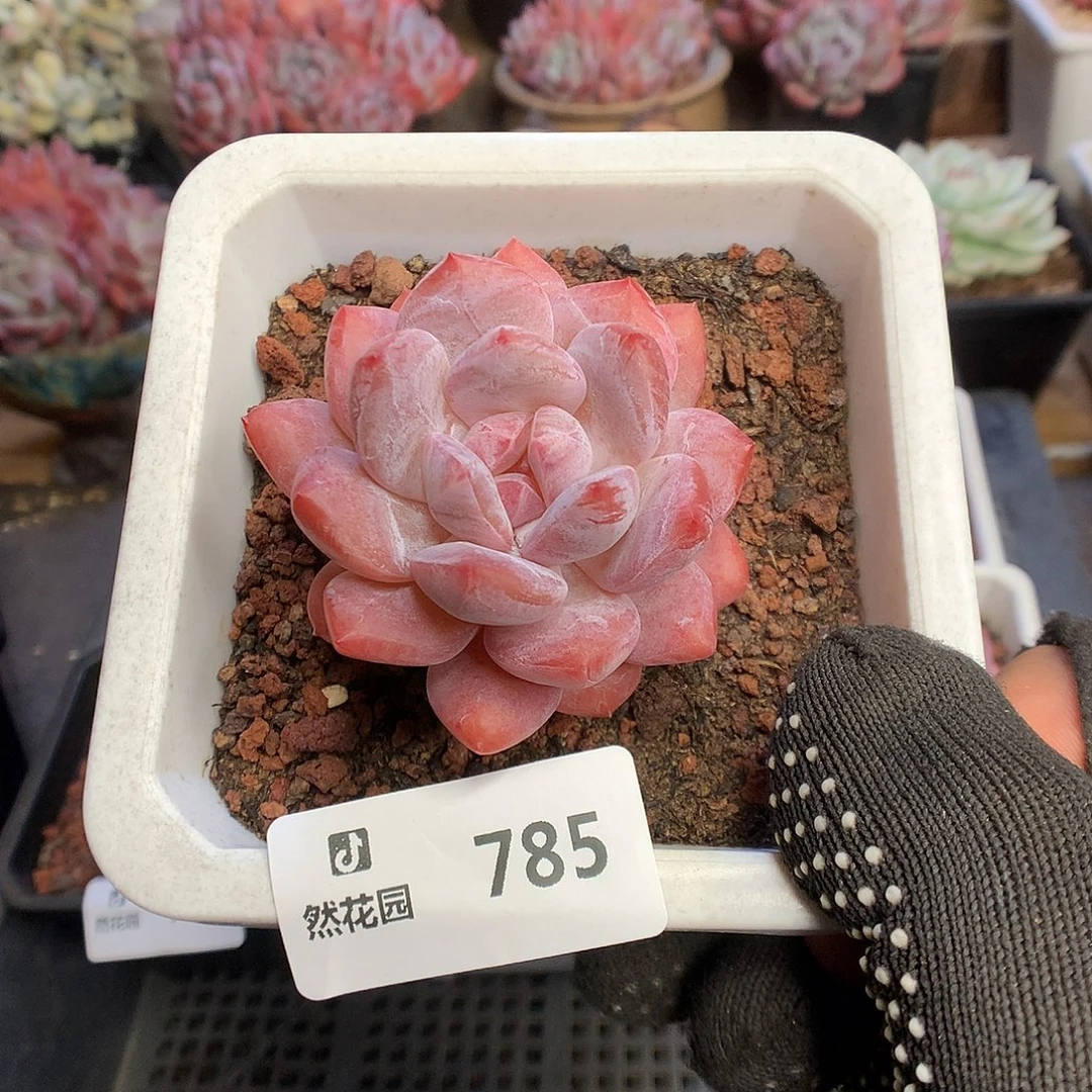 785雪天使多肉植物6666