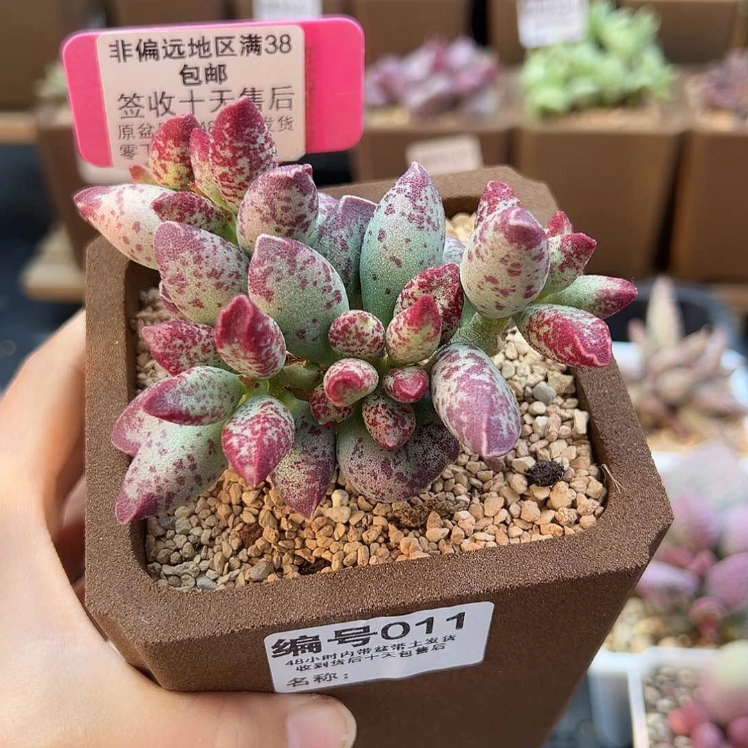 专****?011艾薇多肉植物