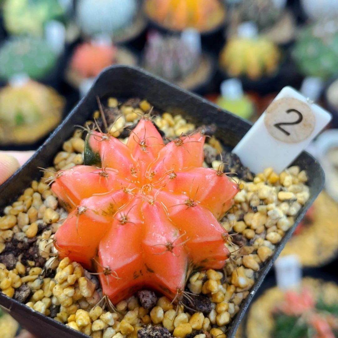 飞*飞盆5公分满25包邮裸根发货