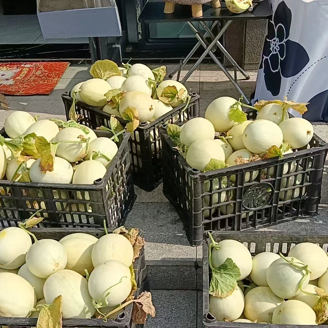 江苏原产地圣菇甜瓜25元10斤，香甜软糯，入口即化