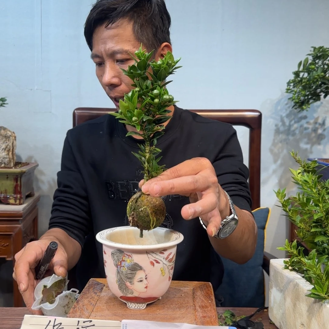 当前无花朵，栽培后可花朵骑***虎