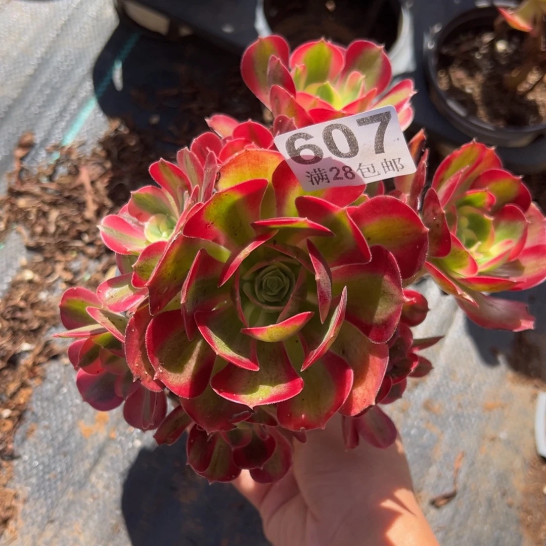 多肉植物607无售后