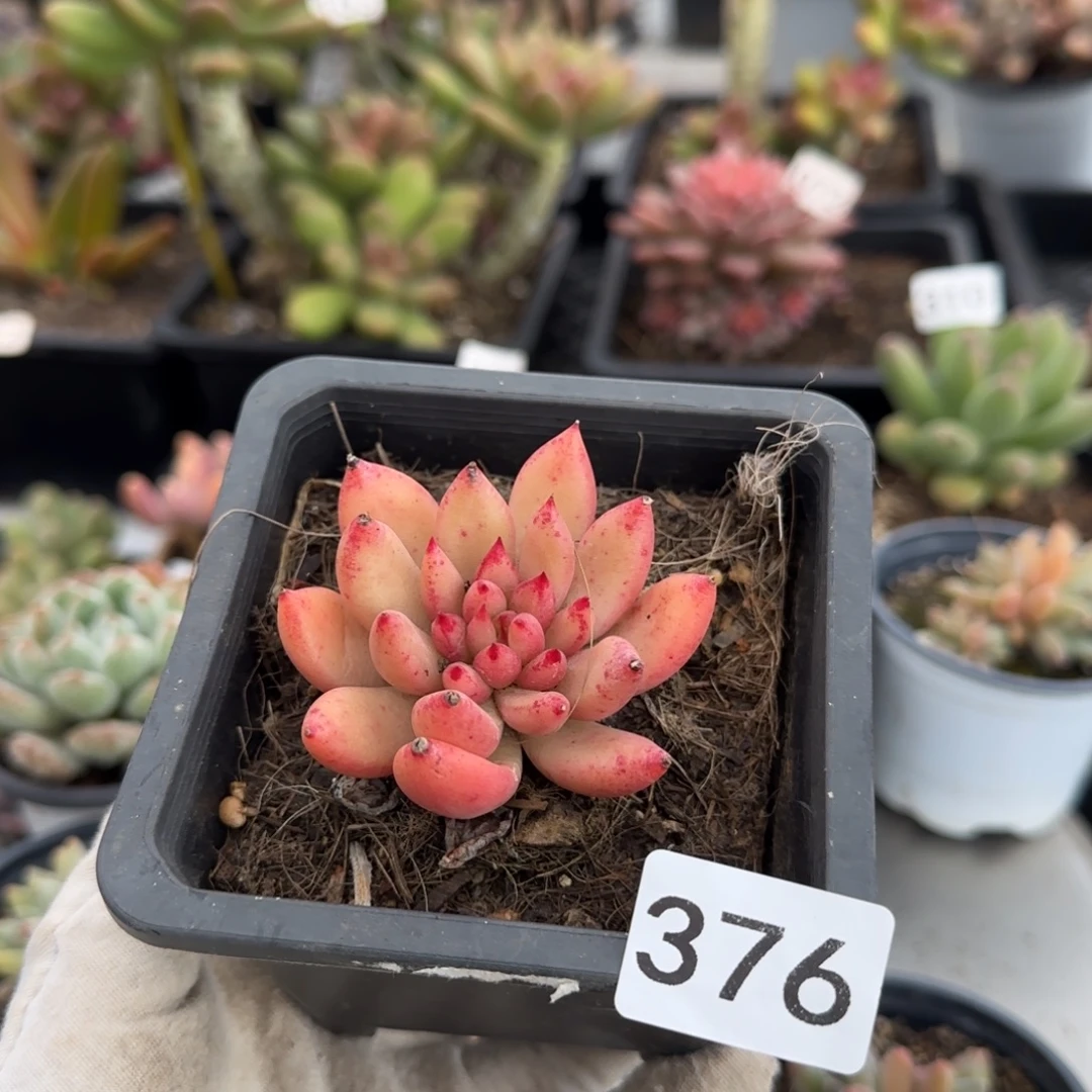 376号一物一拍一物一拍