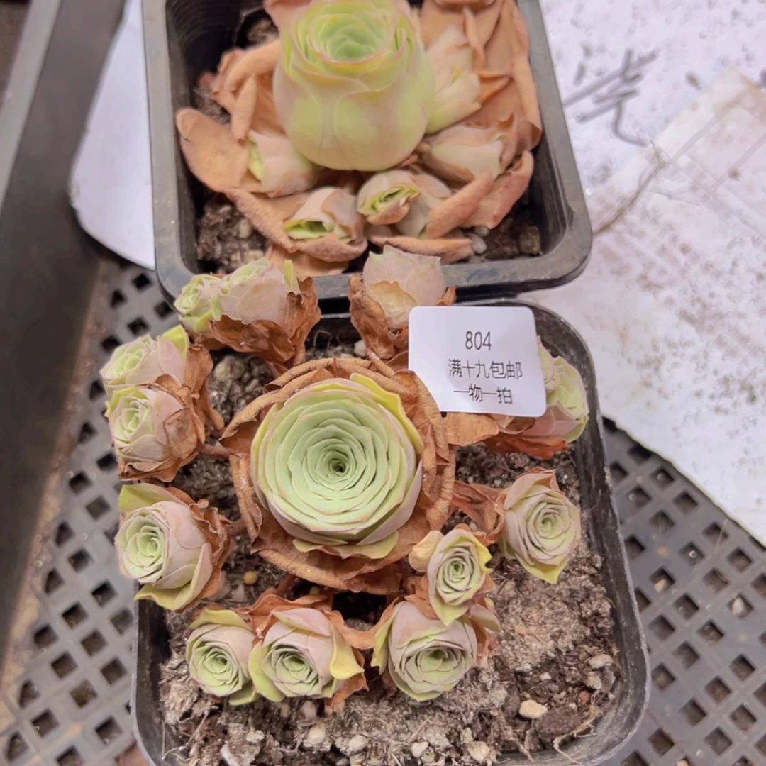 804 侧牙掉了不包损无售后