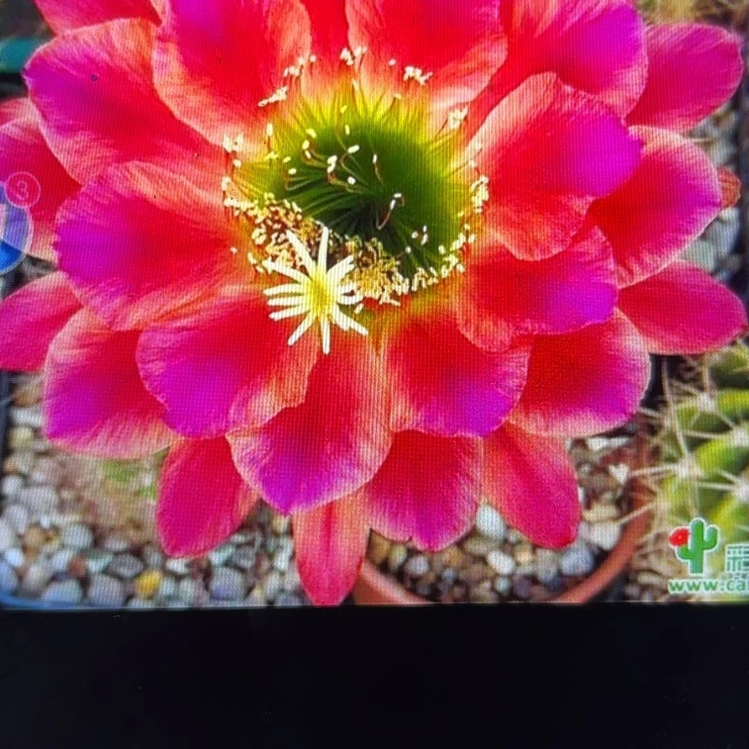 安妮毛侧牙20包邮41