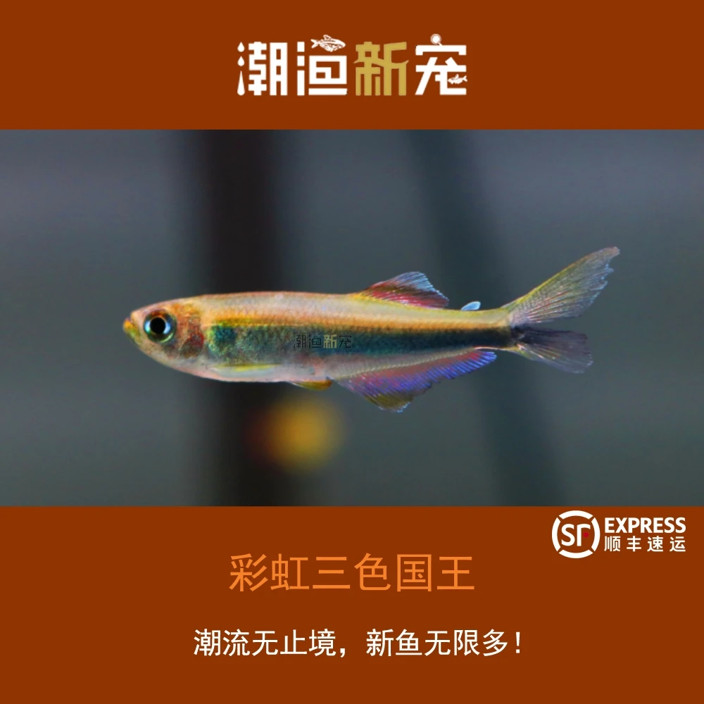 彩虹三色国王 热带小型观赏灯鱼 顺丰包邮包损