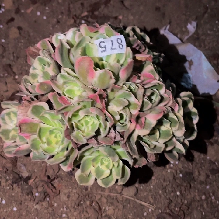 875妖月多肉植物不售后