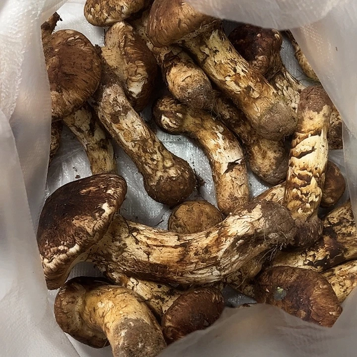 彭***）云南野生菌各种新鲜菌菇中国大陆