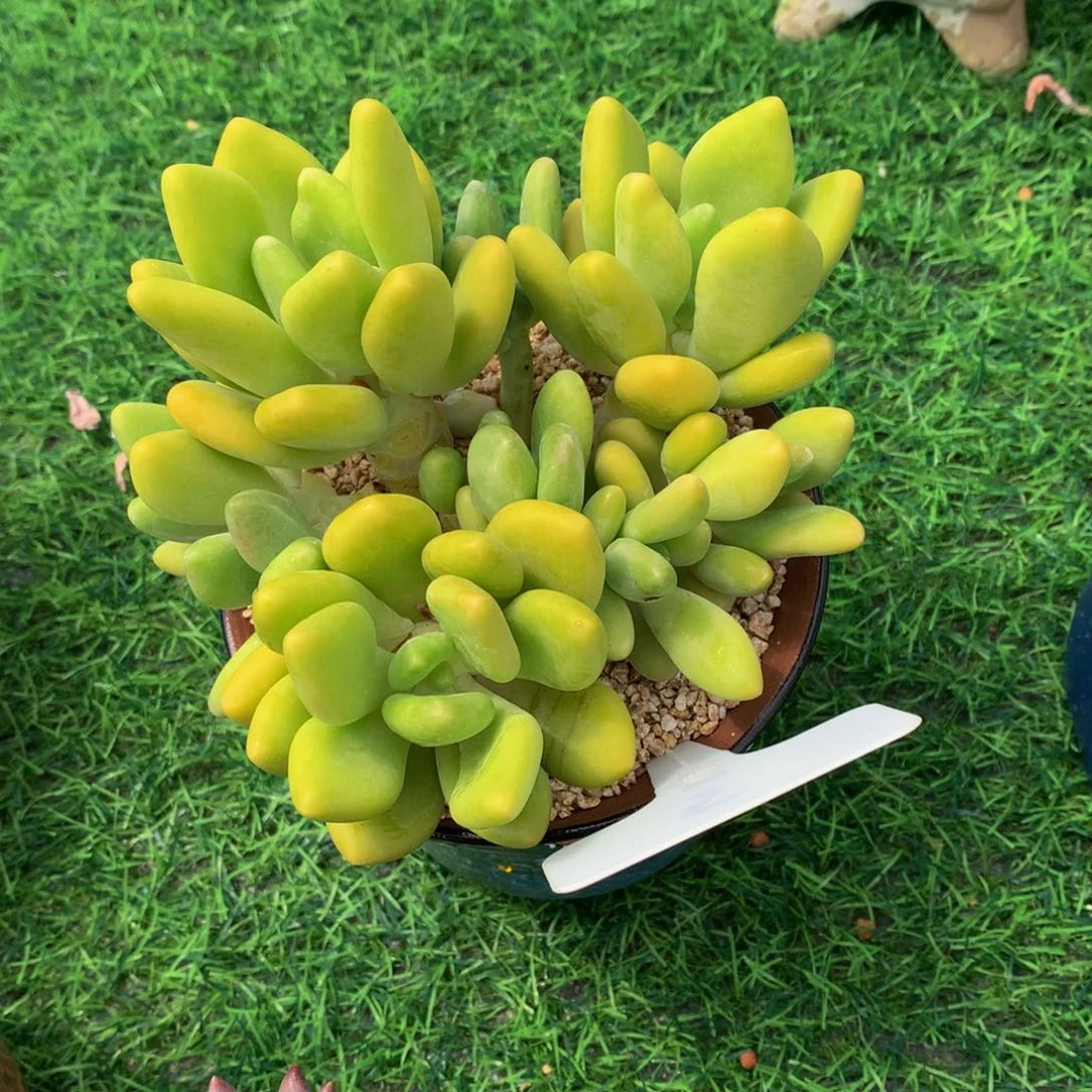 洁***~带盆多肉植物73773738383