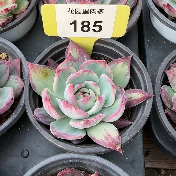 185 惊鸿仙子多肉植物6-9cm