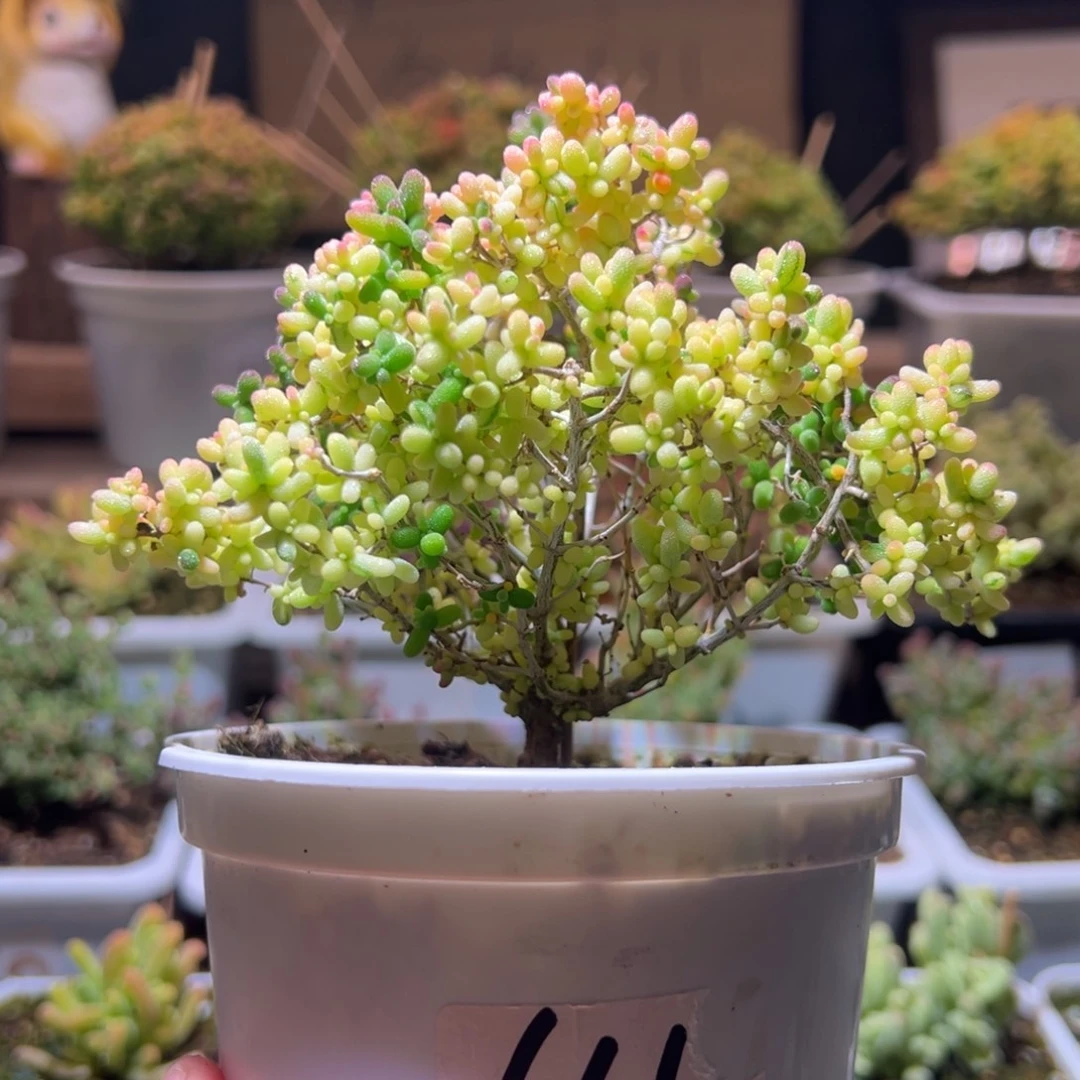 666米粒锦一物一拍包开箱