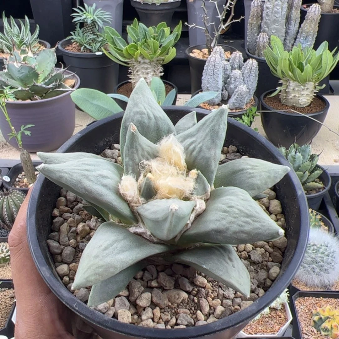 青瓷牡丹实生11一物一拍带盆发