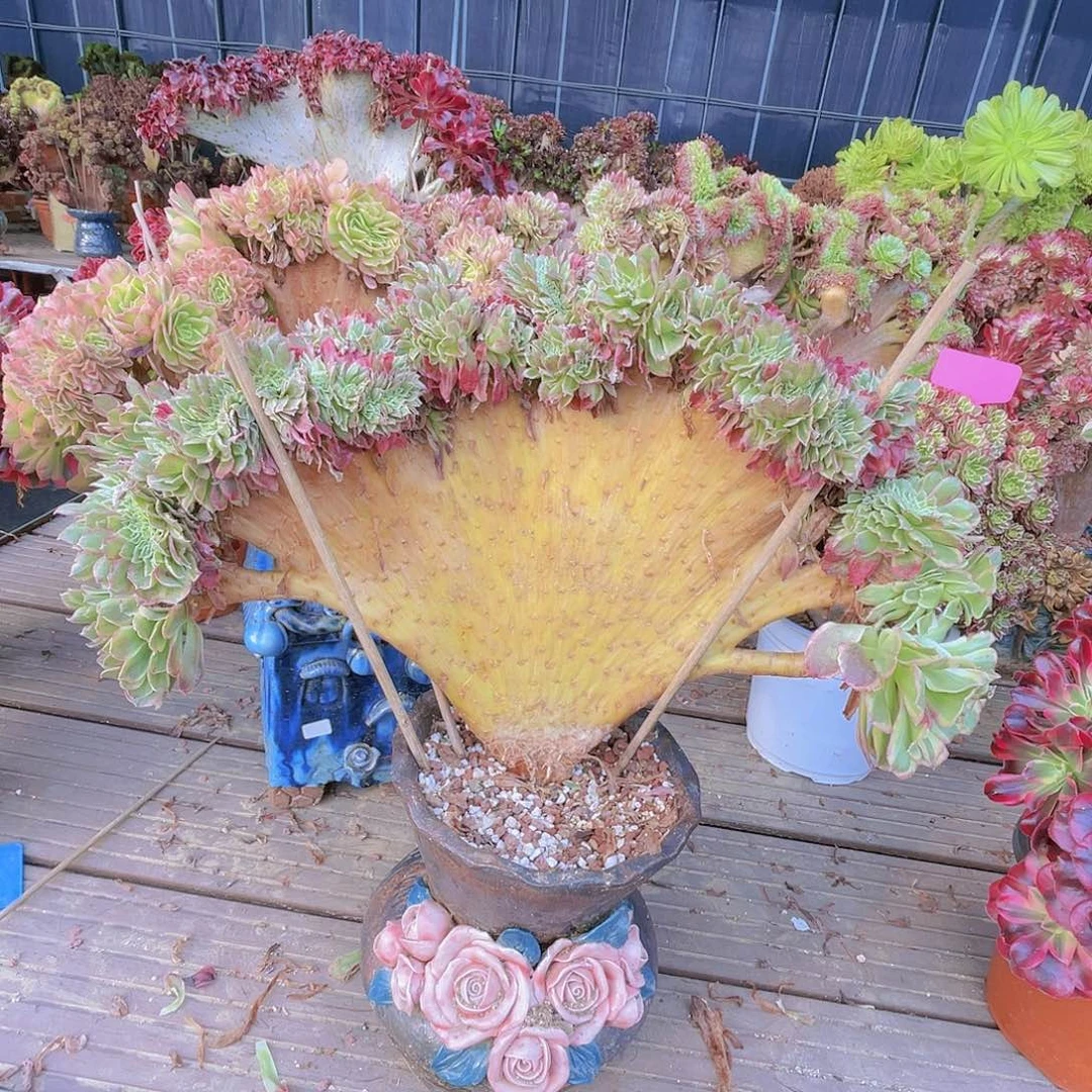 【闪购商品】无花朵海王