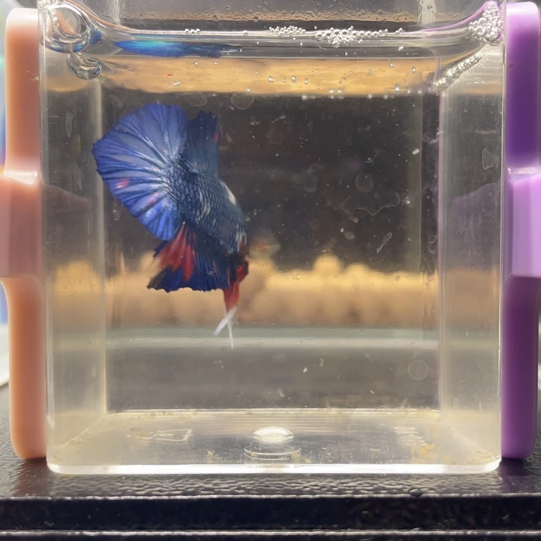 海水鱼可博101029