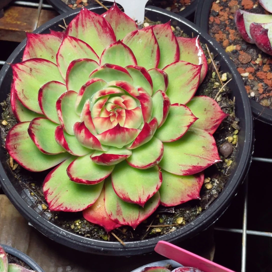 惊鸿仙子50一物一拍