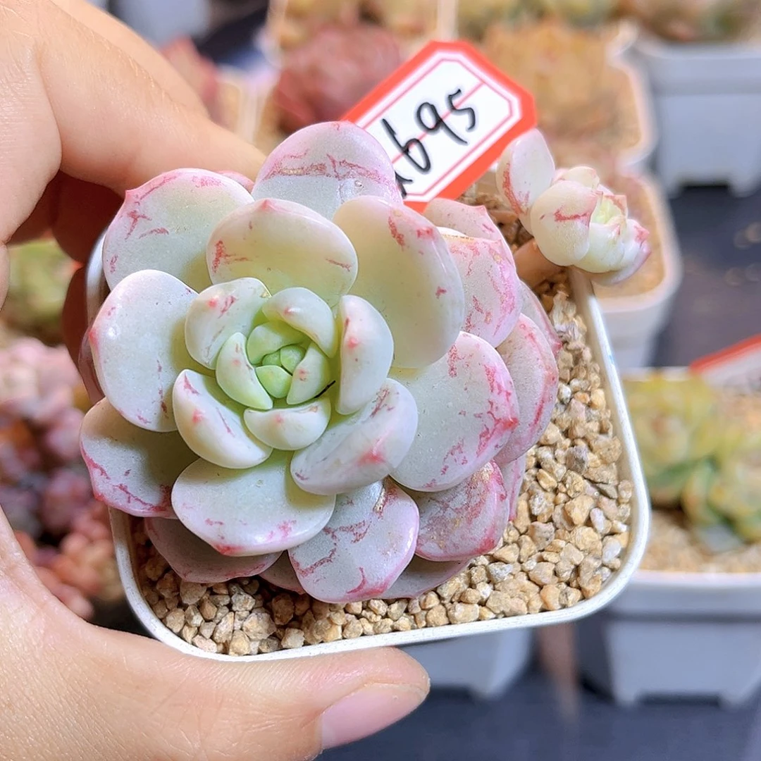 G695  香草锦多肉