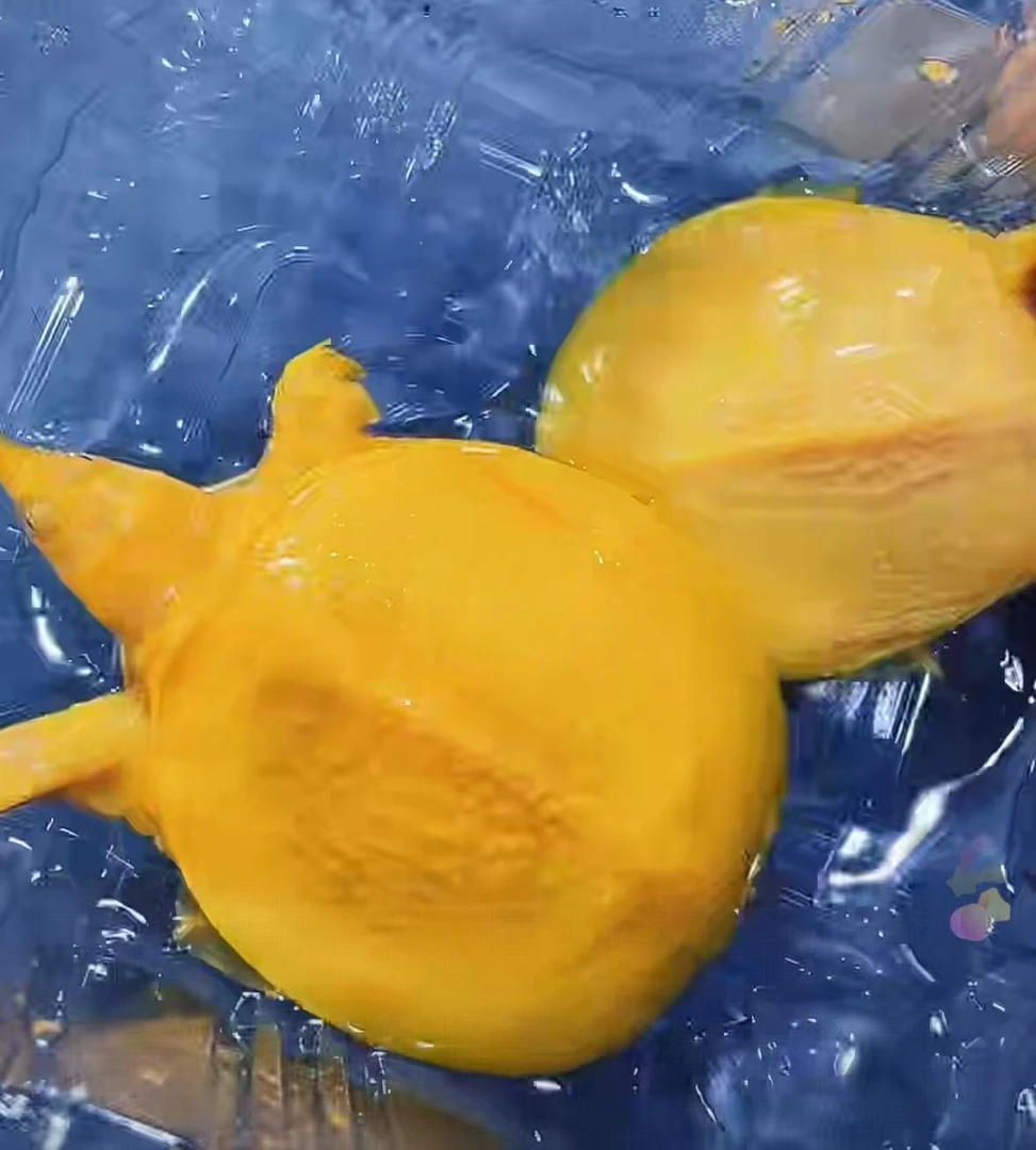 黄金鳖全品卡5-6