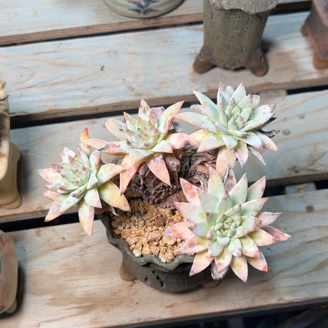 2187刘丹哈哈哈哈哈哈哈