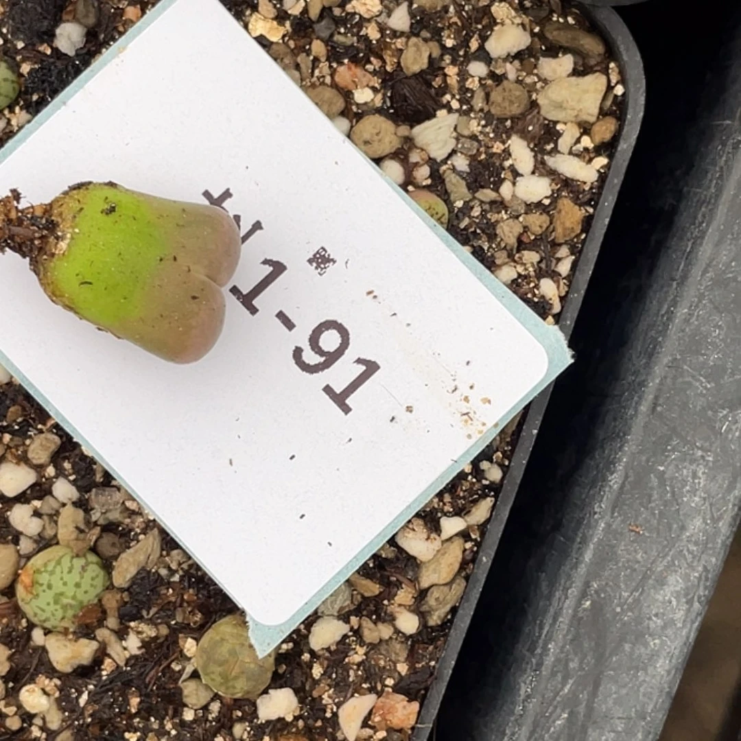 (****佩1-91肉锥多肉植物