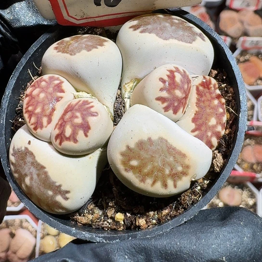 永***恋生石花233:：。  33