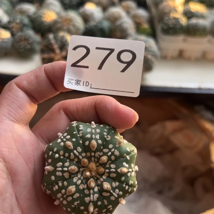 兜星球仙人球279号球