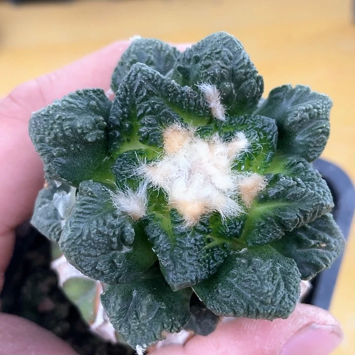 仙人球苗接辛顿6公分46