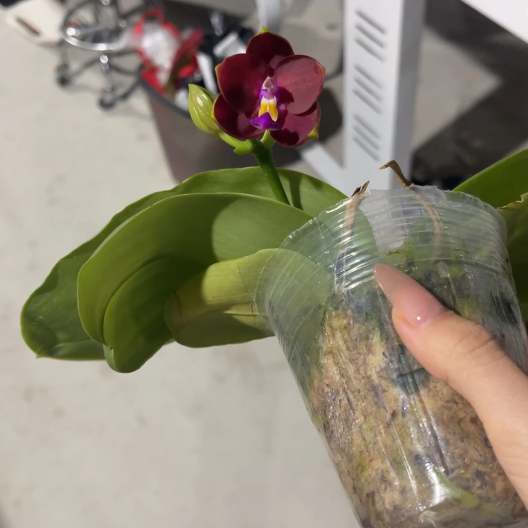 完全开放蝴蝶兰蝴蝶兰