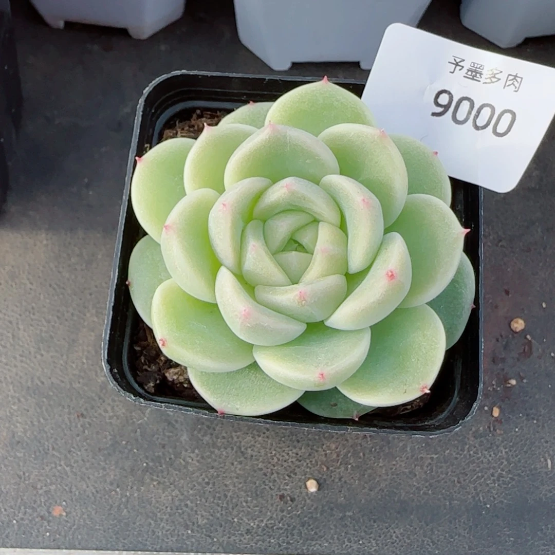 倾城珍妮，9000多肉植物