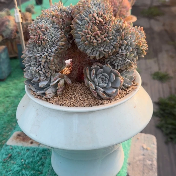 星影树缀无砍多肉