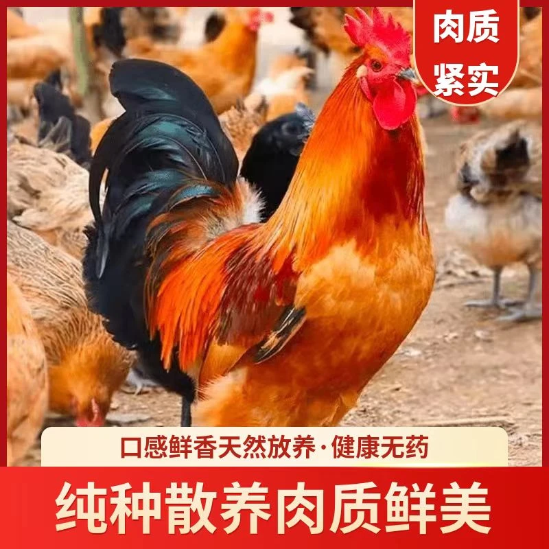 【青年大公鸡】正宗400天农家现杀青年公鸡土鸡农家散养两只公鸡