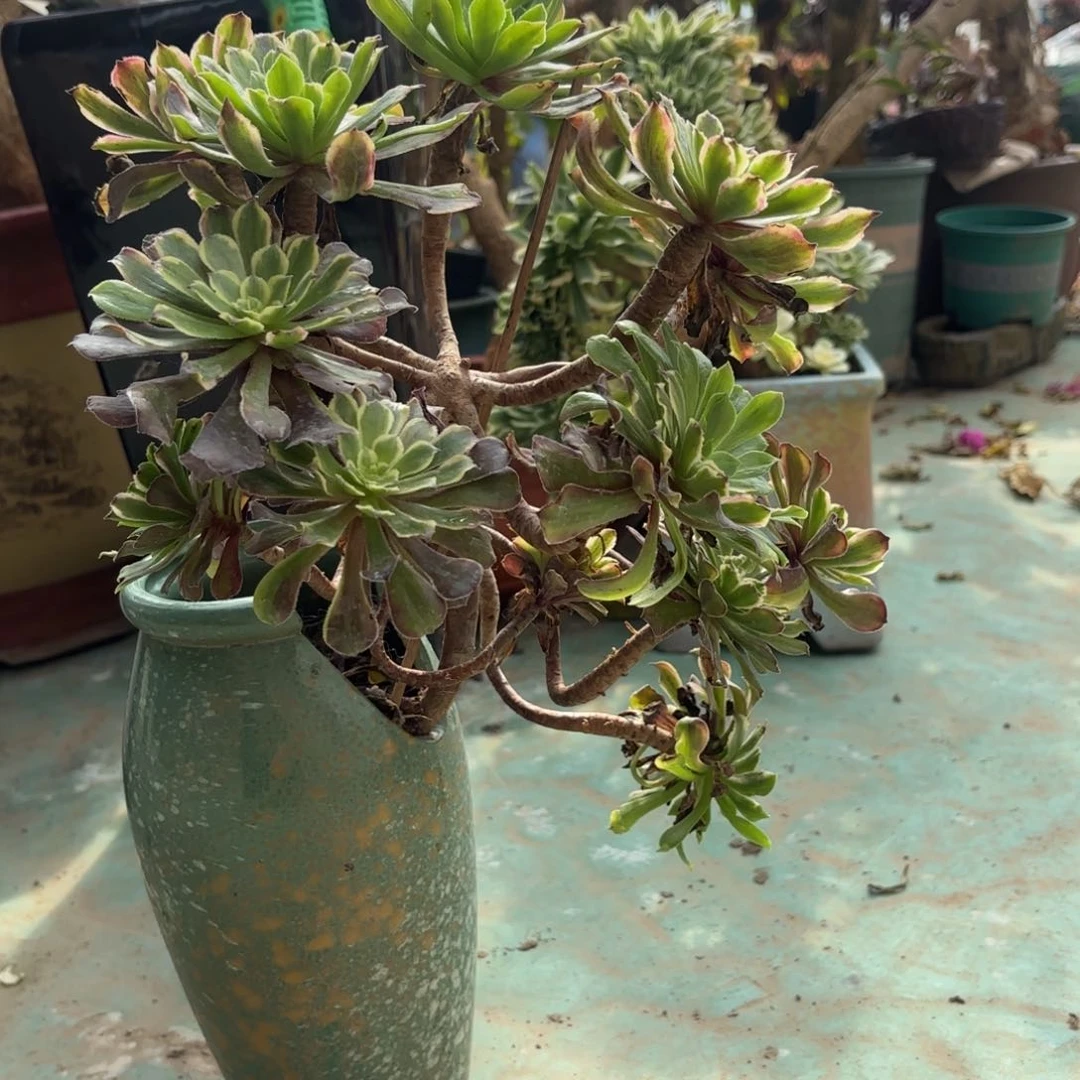 红陶哈哈哈哈哈哈哈哈