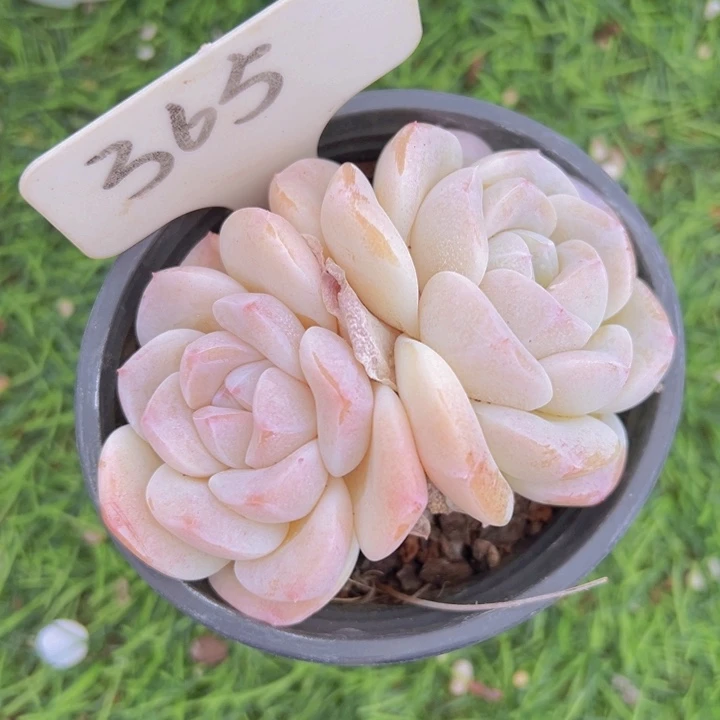 健健康康平平安安